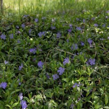 Bunddække der tåler skygge